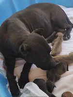 Hank, a male American Pit Bull Terrier for sale in California, CA – 3 of 9