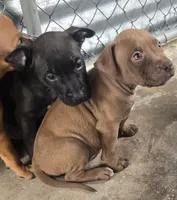 Sarg, a male American Pit Bull Terrier for sale in California, CA – 10 of 10