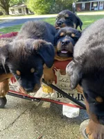 Blue, a male Rottweiler for sale in Mobile, AL – Photo 2 of 3