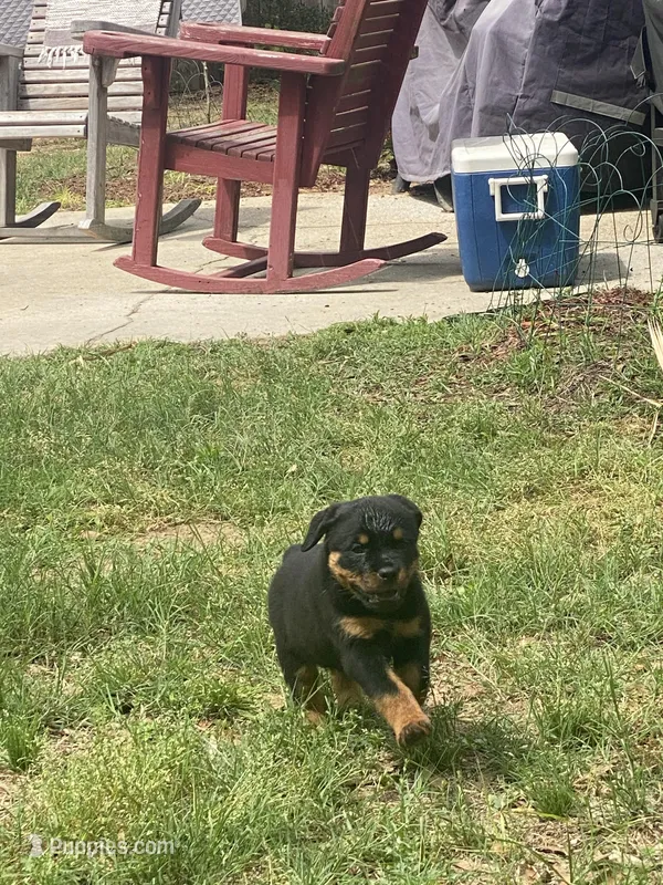 Blue – Rottweiler puppy for sale in Mobile, AL