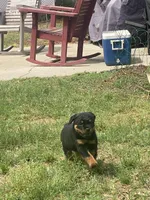 Blue, a male Rottweiler for sale in Mobile, AL – Photo 1 of 3