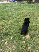 Blue, a male Rottweiler for sale in Mobile, AL – Photo 3 of 3