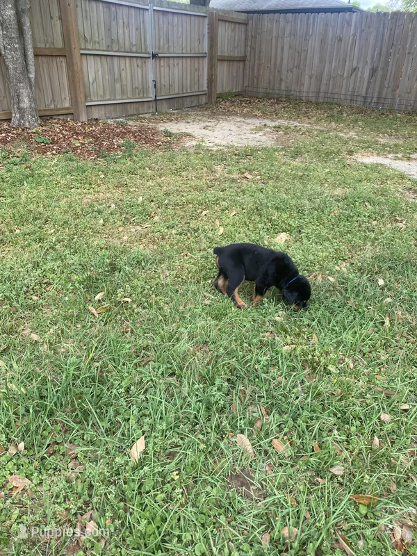 Raven  – Rottweiler puppy for sale in Mobile, AL