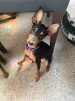 Plum, a female Miniature Pinscher for sale in Columbus, OH – 10 of 10
