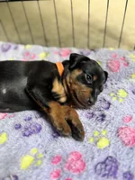 Clementine, a female Miniature Pinscher for sale in Columbus, OH – 6 of 10