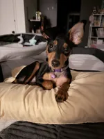 Plum, a female Miniature Pinscher for sale in Columbus, OH – 9 of 10