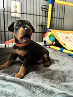 Clementine, a female Miniature Pinscher for sale in Columbus, OH – 10 of 10