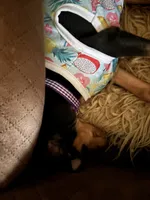 Plum, a female Miniature Pinscher for sale in Columbus, OH – 5 of 9