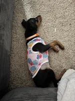 Plum, a female Miniature Pinscher for sale in Columbus, OH – 4 of 9