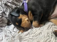 Plum, a female Miniature Pinscher for sale in Columbus, OH – 8 of 9