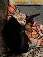 Plum, a female Miniature Pinscher for sale in Columbus, OH – 8 of 10