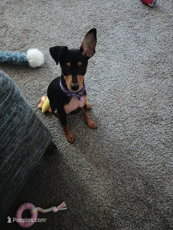 Plum – Miniature Pinscher puppy for sale in Columbus, OH
