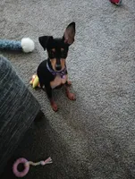 Plum, a female Miniature Pinscher for sale in Columbus, OH – 1 of 9