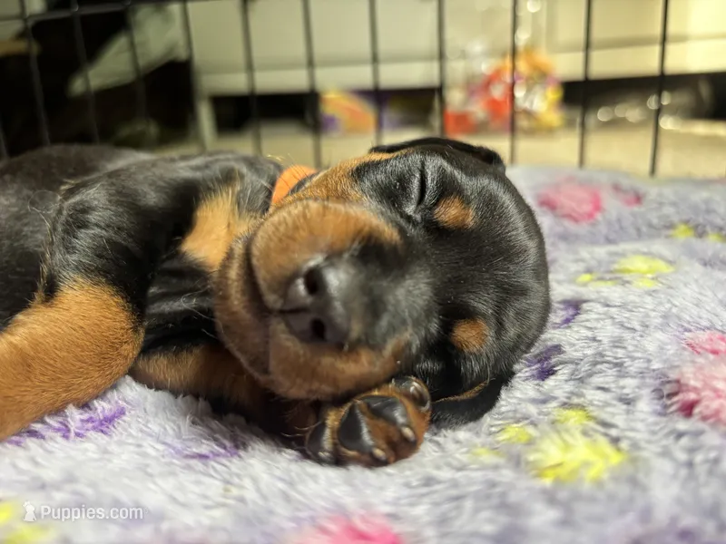 Clementine – Miniature Pinscher puppy for sale in Columbus, OH