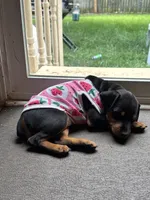Clementine, a female Miniature Pinscher for sale in Columbus, OH – 9 of 10