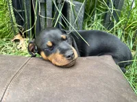 Clementine, a female Miniature Pinscher for sale in Columbus, OH – 8 of 10