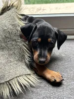 Clementine, a female Miniature Pinscher for sale in Columbus, OH – 7 of 10