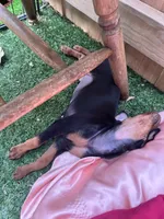 Clementine, a female Miniature Pinscher for sale in Columbus, OH – 4 of 10