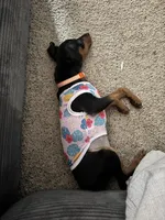Clementine, a female Miniature Pinscher for sale in Columbus, OH – 3 of 10