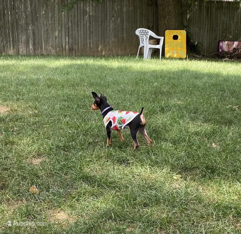 Plum – Miniature Pinscher puppy for sale in Columbus, OH