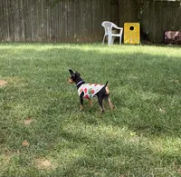 Plum, a female Miniature Pinscher for sale in Columbus, OH – 2 of 9