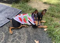 Plum, a female Miniature Pinscher for sale in Columbus, OH – 6 of 9