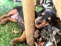Plum, a female Miniature Pinscher for sale in Columbus, OH – 7 of 9