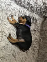 Plum, a female Miniature Pinscher for sale in Columbus, OH – 9 of 9