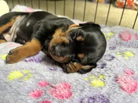 Clementine, a female Miniature Pinscher for sale in Columbus, OH – 5 of 10