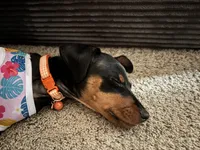 Clementine, a female Miniature Pinscher for sale in Columbus, OH – 2 of 10