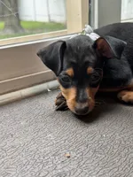 Plum, a female Miniature Pinscher for sale in Columbus, OH – 3 of 9