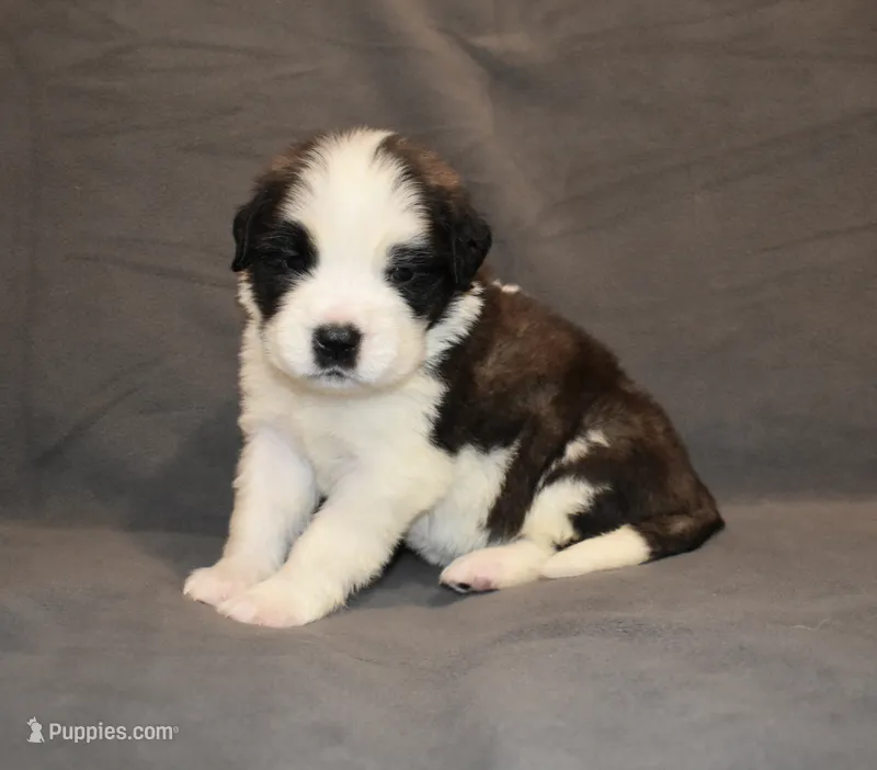 Female 3 – Saint Bernard puppy for sale in Cambridge, NE