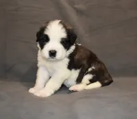 Female 3, a female Saint Bernard for sale in Cambridge, NE – 1 of 4