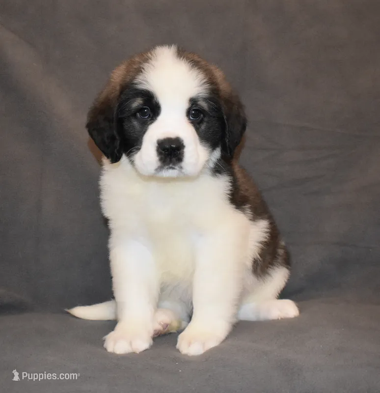 Female 3 – Saint Bernard puppy for sale in Cambridge, NE