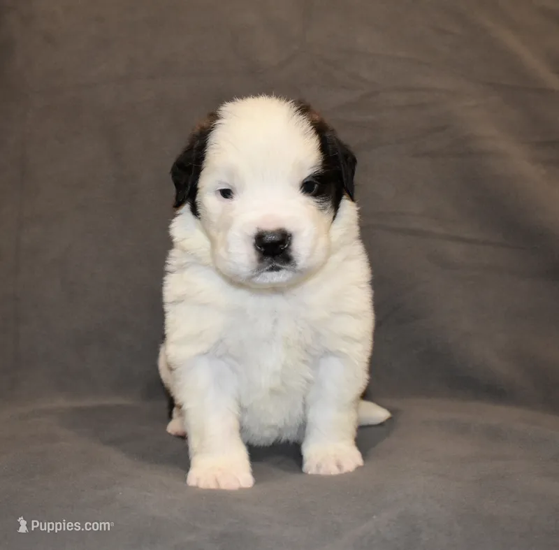 Male 1 – Saint Bernard puppy for sale in Cambridge, NE