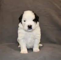 Male 1, a male Saint Bernard for sale in Cambridge, NE – 1 of 4