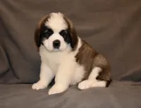 Female 4, a female Saint Bernard for sale in Cambridge, NE – 3 of 4