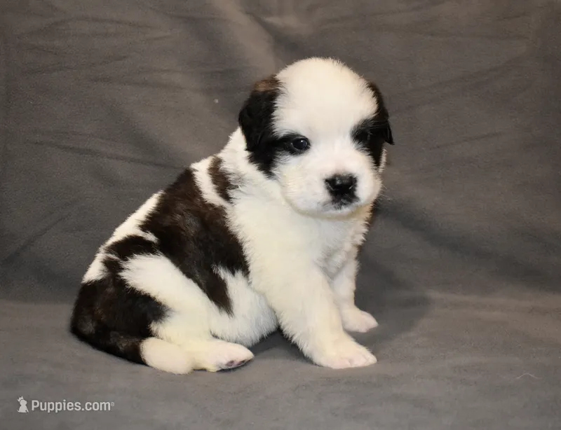 Female 1 – Saint Bernard puppy for sale in Cambridge, NE
