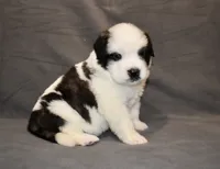 Female 1, a female Saint Bernard for sale in Cambridge, NE – 1 of 4