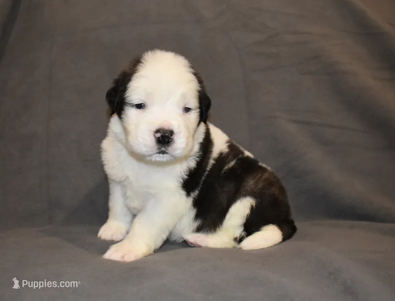 Male 5 – Saint Bernard puppy for sale in Cambridge, NE