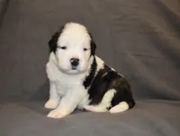 Male 5, a male Saint Bernard for sale in Cambridge, NE – 1 of 4