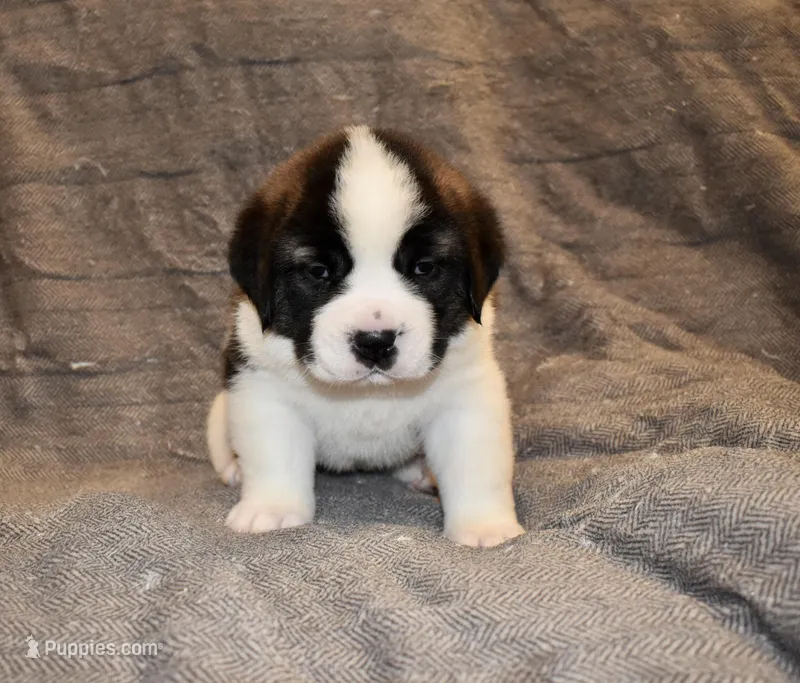 Female 3 – Saint Bernard puppy for sale in Cambridge, NE