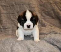 Female 3, a female Saint Bernard for sale in Cambridge, NE – Photo 1 of 4