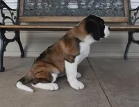 Female 3, a female Saint Bernard for sale in Cambridge, NE – 2 of 4
