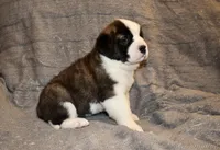Female 3, a female Saint Bernard for sale in Cambridge, NE – Photo 3 of 4