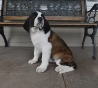 Female 3, a female Saint Bernard for sale in Cambridge, NE – 3 of 4