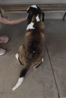 Female 3, a female Saint Bernard for sale in Cambridge, NE – 4 of 4