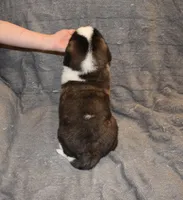 Female 3, a female Saint Bernard for sale in Cambridge, NE – Photo 4 of 4