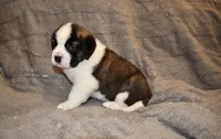 Female 3, a female Saint Bernard for sale in Cambridge, NE – Photo 2 of 4