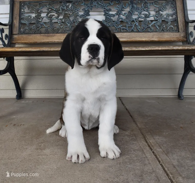 Female 3 – Saint Bernard puppy for sale in Cambridge, NE